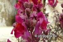 Antirrhinum majus L.