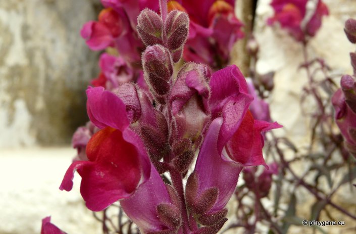 Antirrhinum majus L.