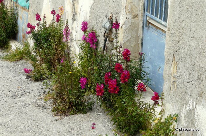 Antirrhinum majus L.