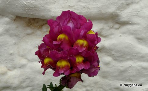 Antirrhinum majus L.