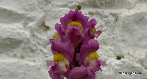 Antirrhinum majus L.