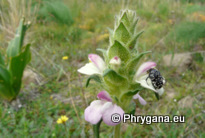 Bellardia trixago (L.) ALL.