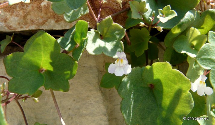 Cymbalaria muralis P. GAERTN., B. MEY. & SCHERB.