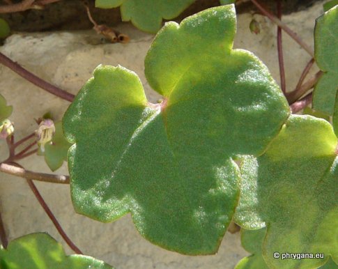 Cymbalaria muralis P. GAERTN., B. MEY. & SCHERB.