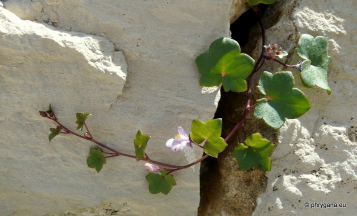 Cymbalaria muralis P. GAERTN., B. MEY. & SCHERB.