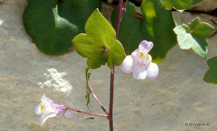 Cymbalaria muralis P. GAERTN., B. MEY. & SCHERB.