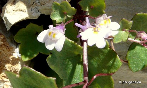 Cymbalaria muralis P. GAERTN., B. MEY. & SCHERB.