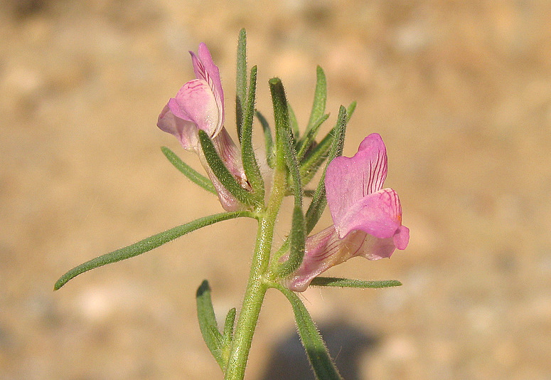 Misopates orontium (L.) RAF.