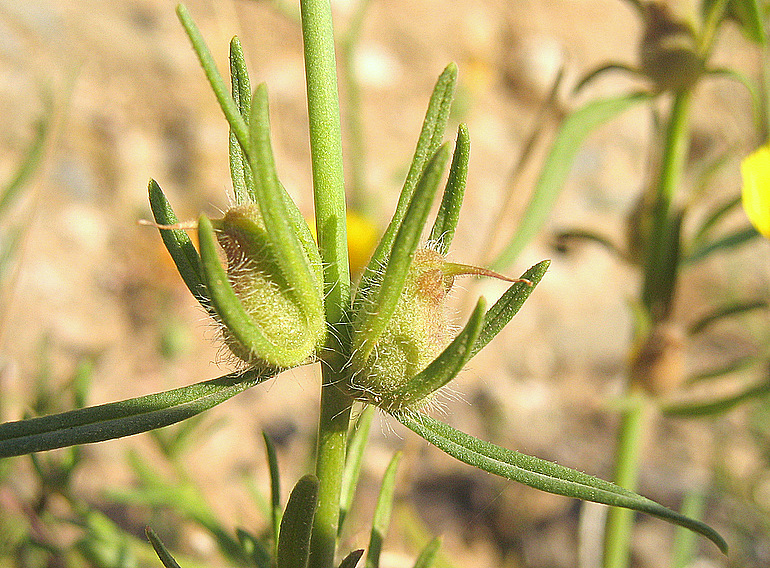 Misopates orontium (L.) RAF.