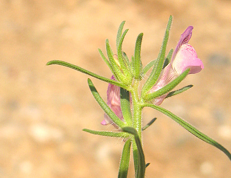 Misopates orontium (L.) RAF.