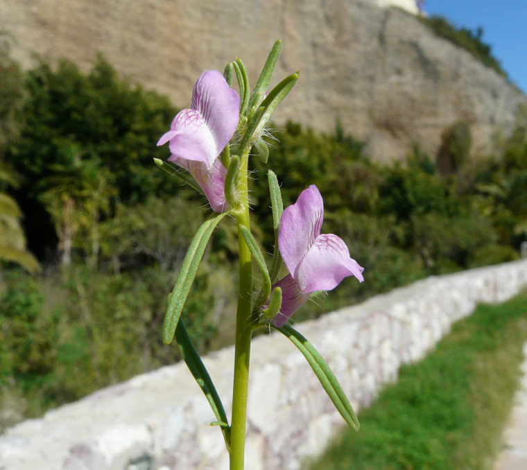 Misopates orontium (L.) RAF.