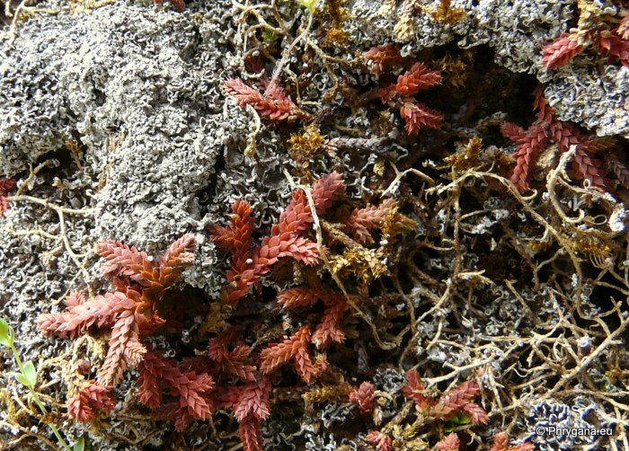 Selaginella denticulata (L.) SPRING.