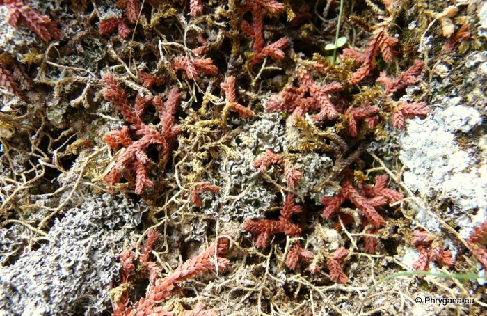 Selaginella denticulata (L.) SPRING.