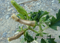 Datura stramonium L.