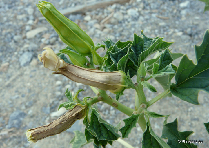 Datura stramonium L.