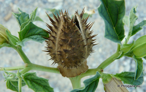 Datura stramonium L.