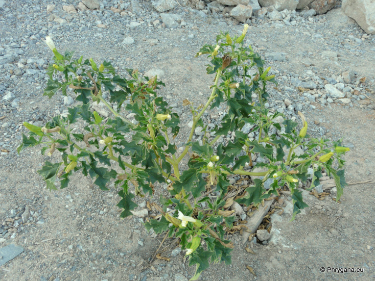 Datura stramonium L.