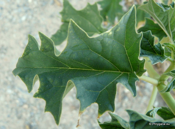 Datura stramonium L.