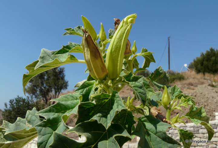 Datura stramonium L.