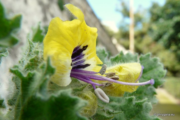 Hyoscyamus aureus L.