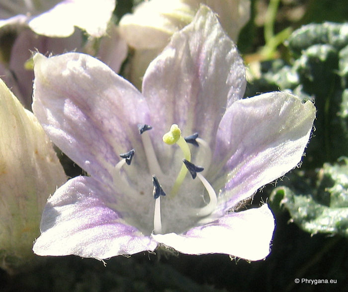 Mandragora officinarum L.