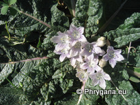 Mandragora officinarum L.