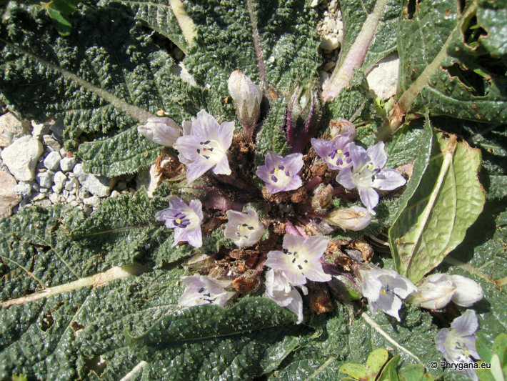 Mandragora officinarum L.