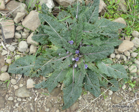 Mandragora officinarum L.