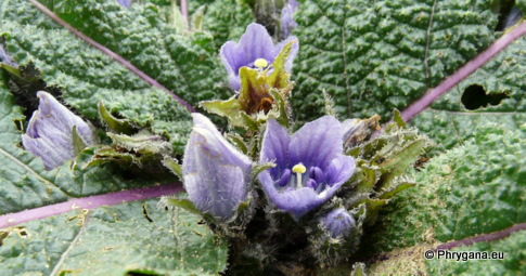 Mandragora officinarum L.