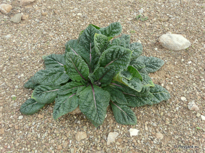 Mandragora officinarum L.