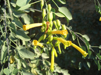 Nicotiana glauca GRAHAM