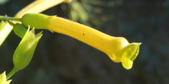 Nicotiana glauca GRAHAM