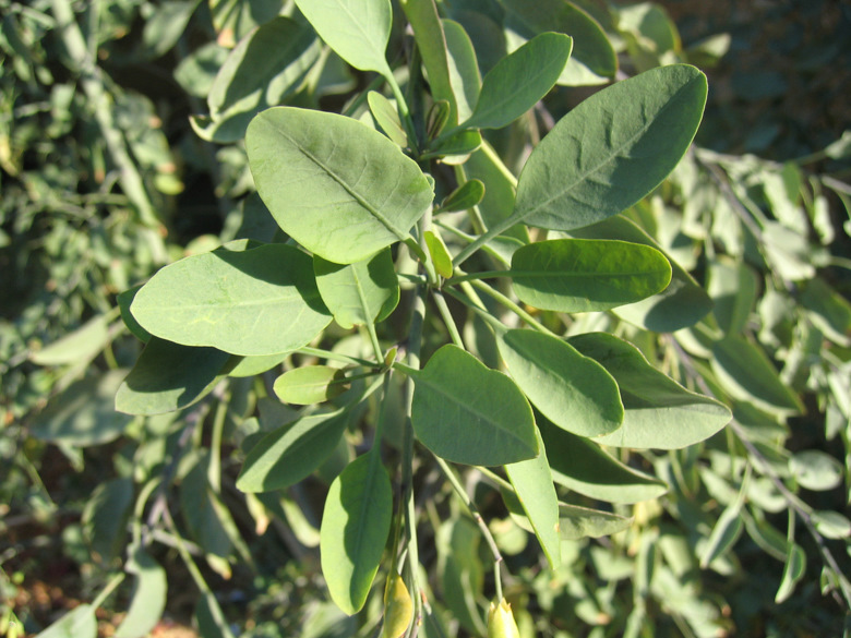 Nicotiana glauca GRAHAM