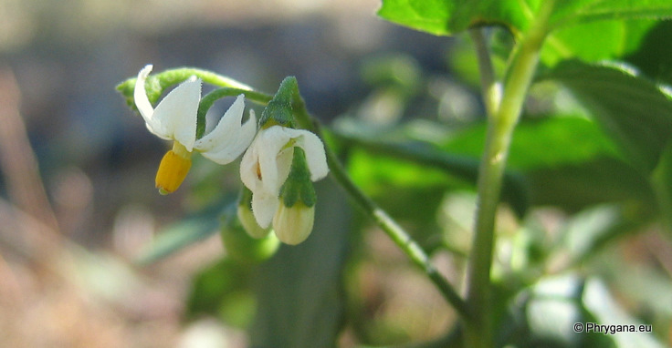 Solanum nigrum L.