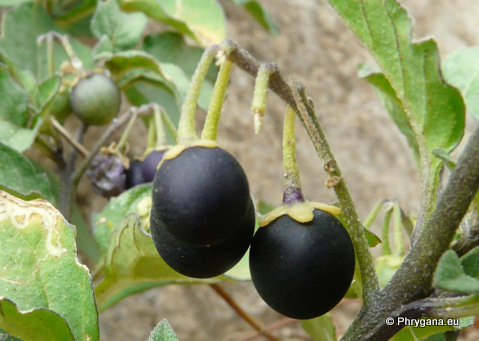 Solanum nigrum L.