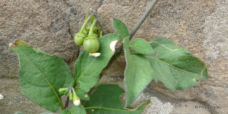 Solanum nigrum L.