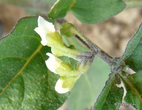 Solanum nigrum L.