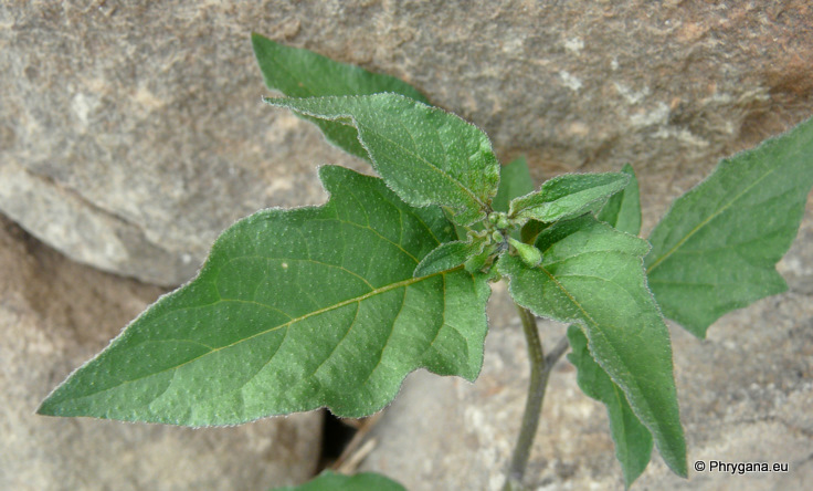 Solanum nigrum L.