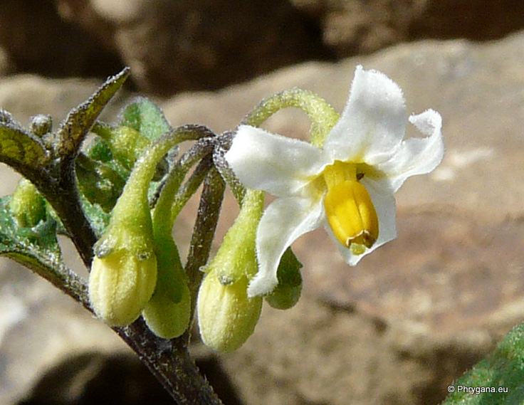 Solanum nigrum L.