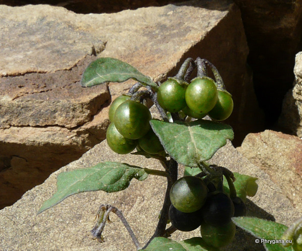 Solanum nigrum L.