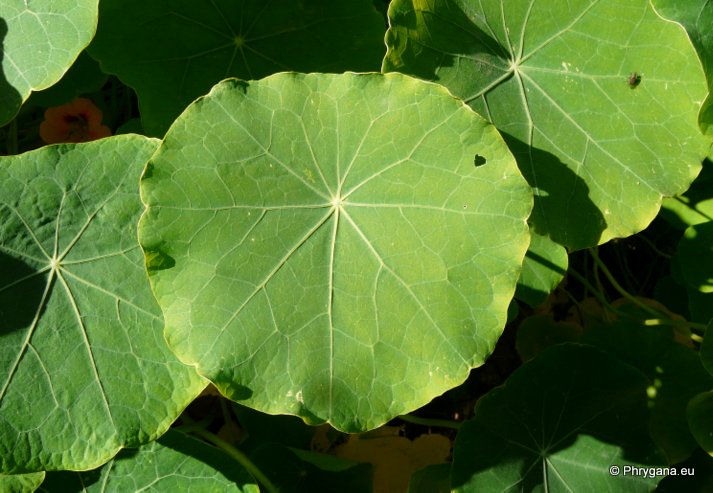 Tropaeolum majus  L.