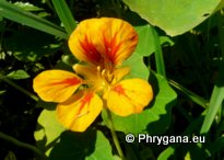 Tropaeolum majus  L.