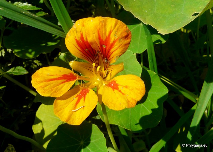 Tropaeolum majus  L.