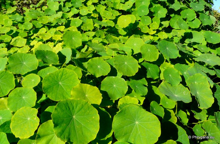 Tropaeolum majus  L.