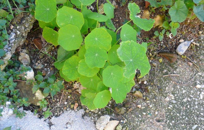 Tropaeolum majus  L.