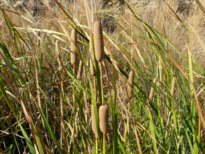 Typha domingensis (PERS.) STEUD.