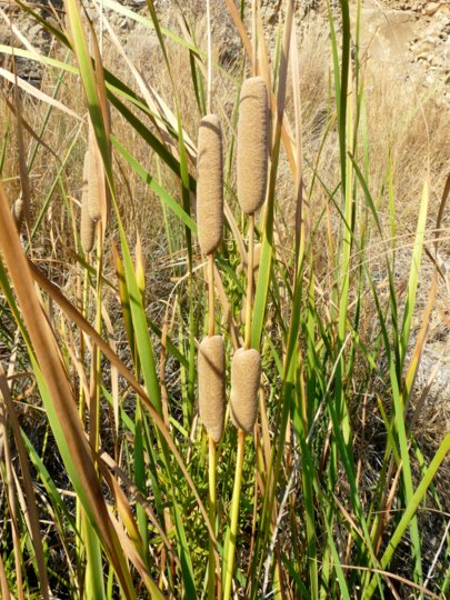 Typha domingensis (PERS.) STEUD.