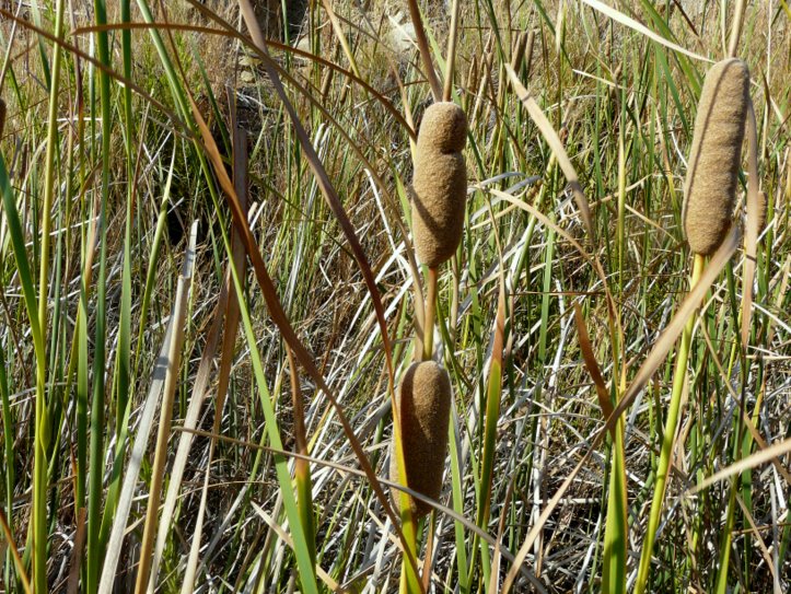 Typha domingensis (PERS.) STEUD.