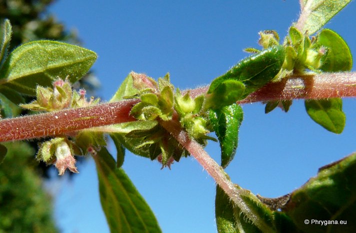 Parietaria judaica L.