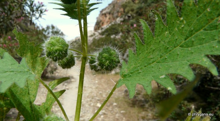 Urtica pilulifera L.